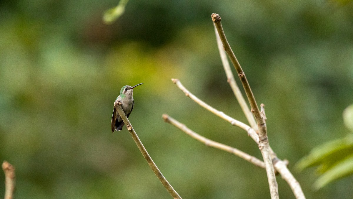 Broad-billed Hummingbird - ML613364139