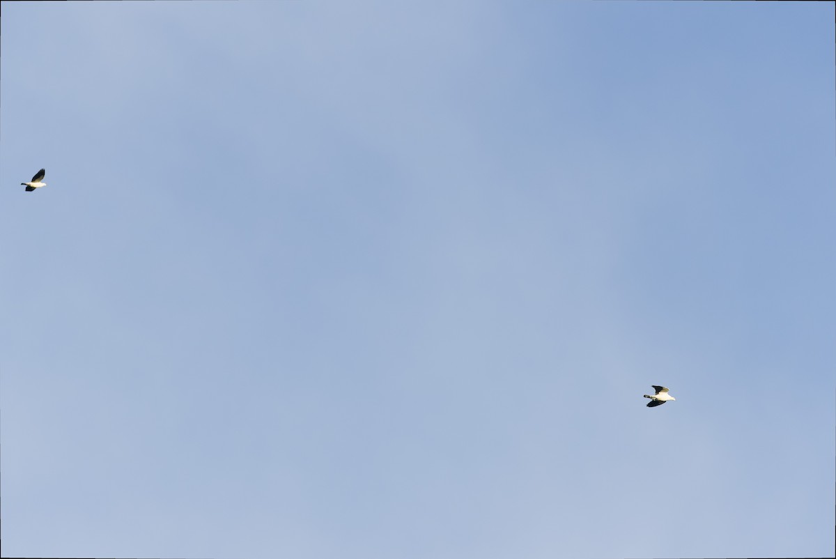 Torresian Imperial-Pigeon - ML613364141