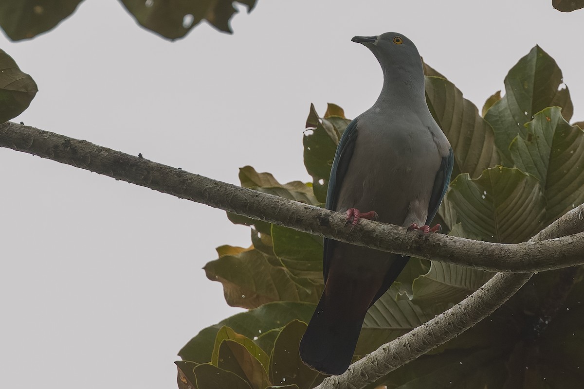 Geelvink Imperial-Pigeon - Joachim Bertrands