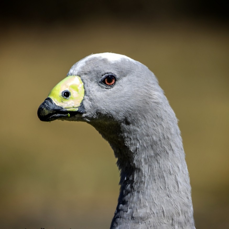 Cape Barren Goose - Alexander Babych