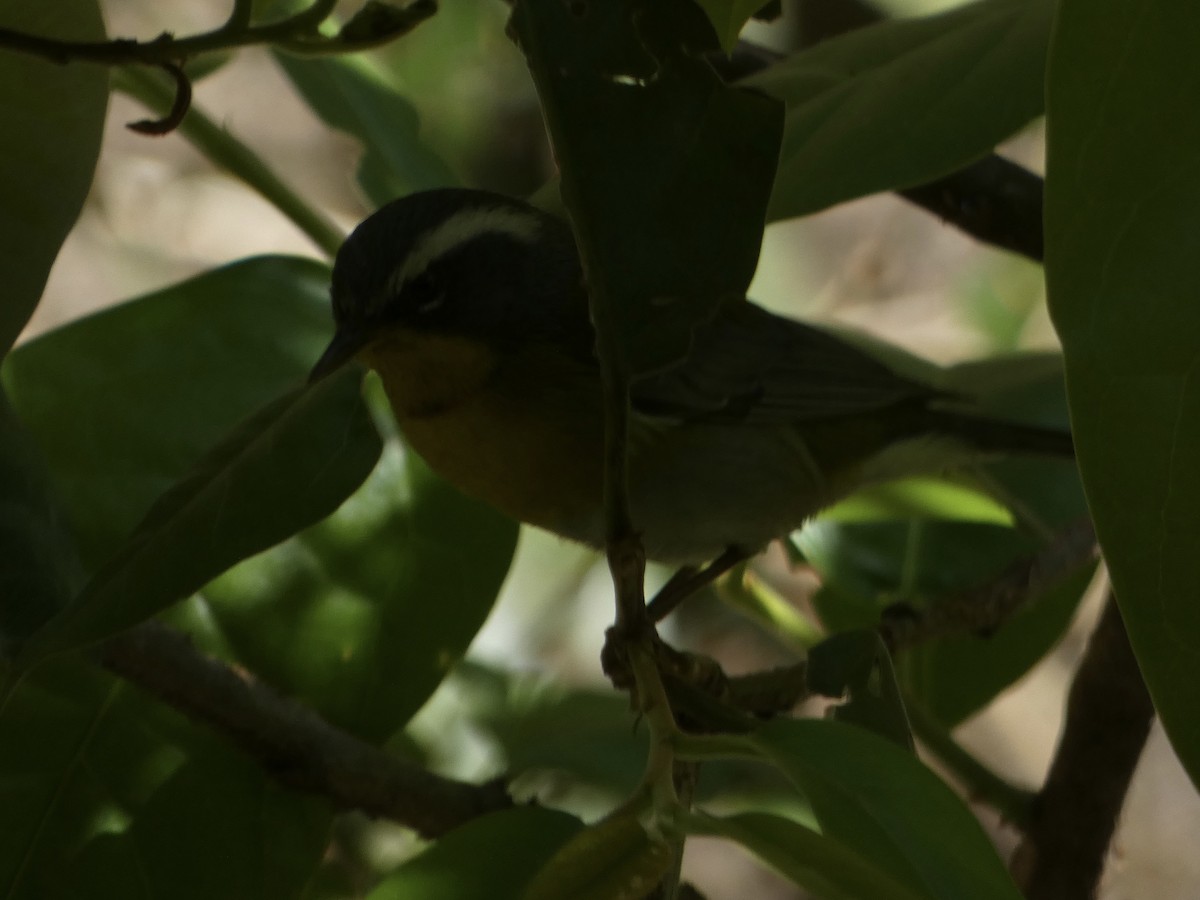Crescent-chested Warbler - ML613364288