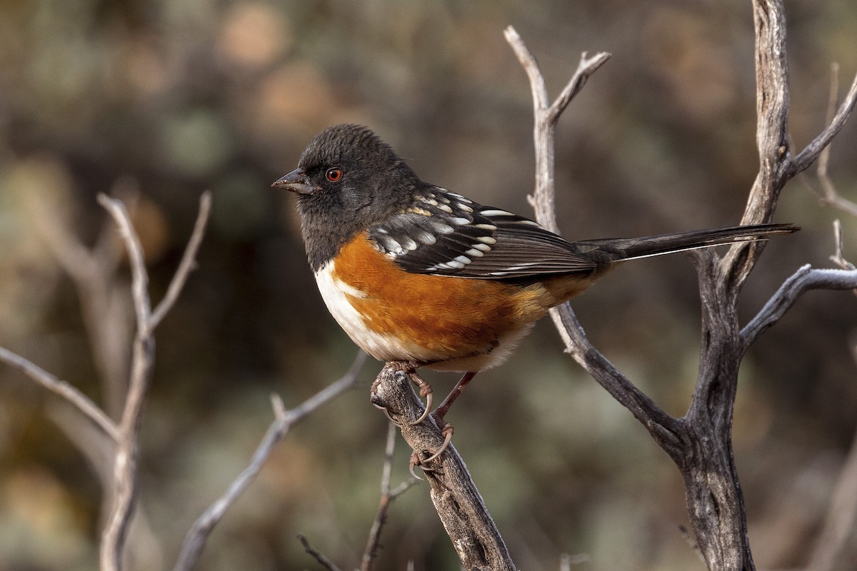 Spotted Towhee - ML613364307