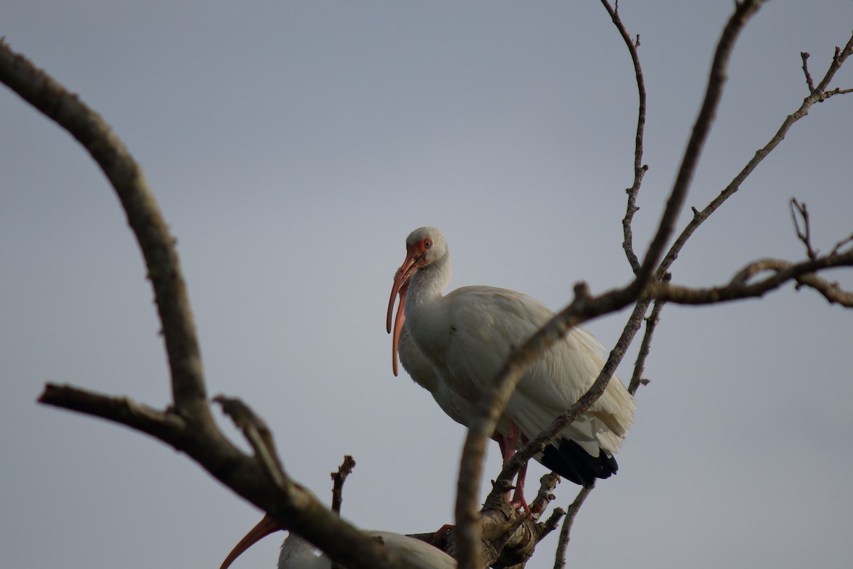 ibis bílý - ML613364355