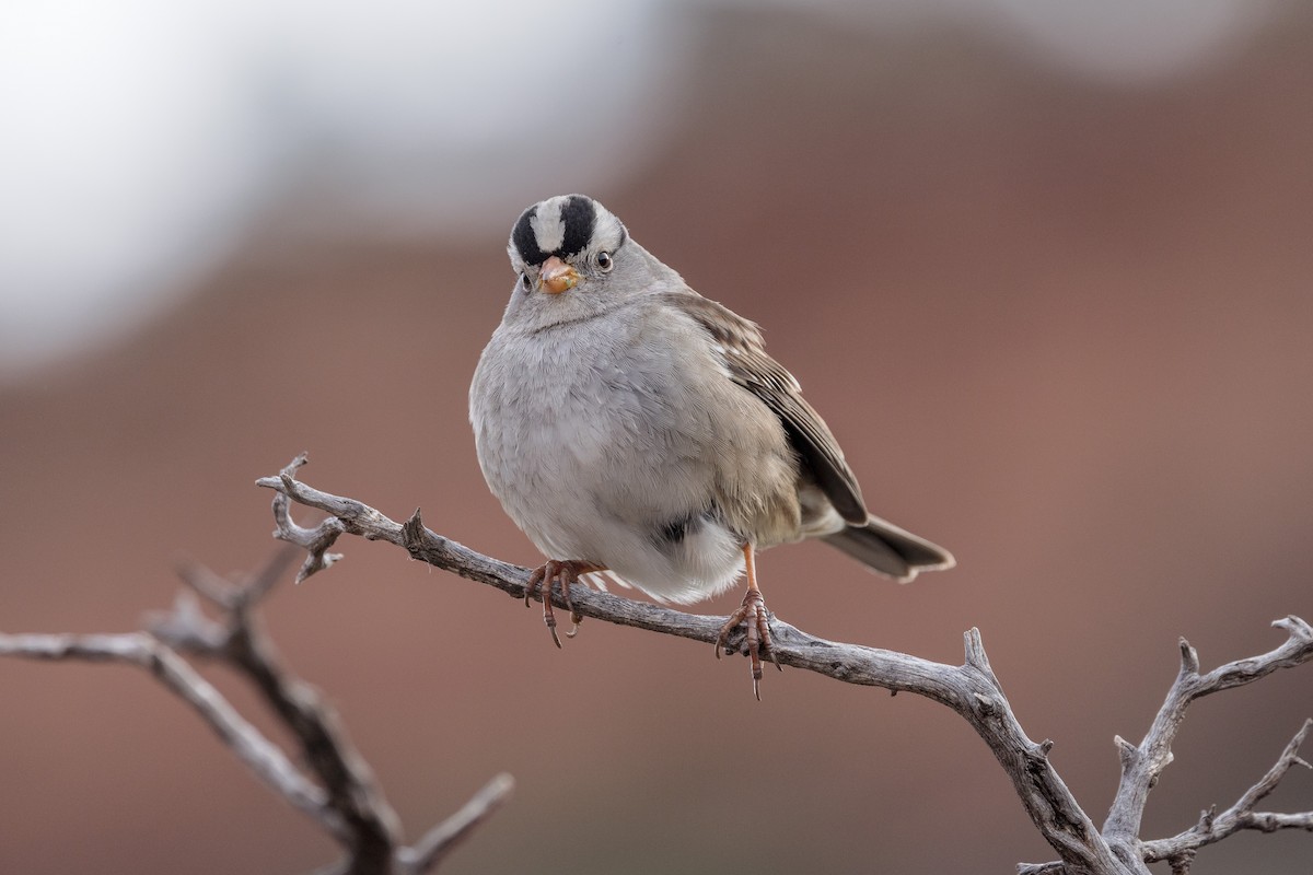 White-crowned Sparrow - ML613364435