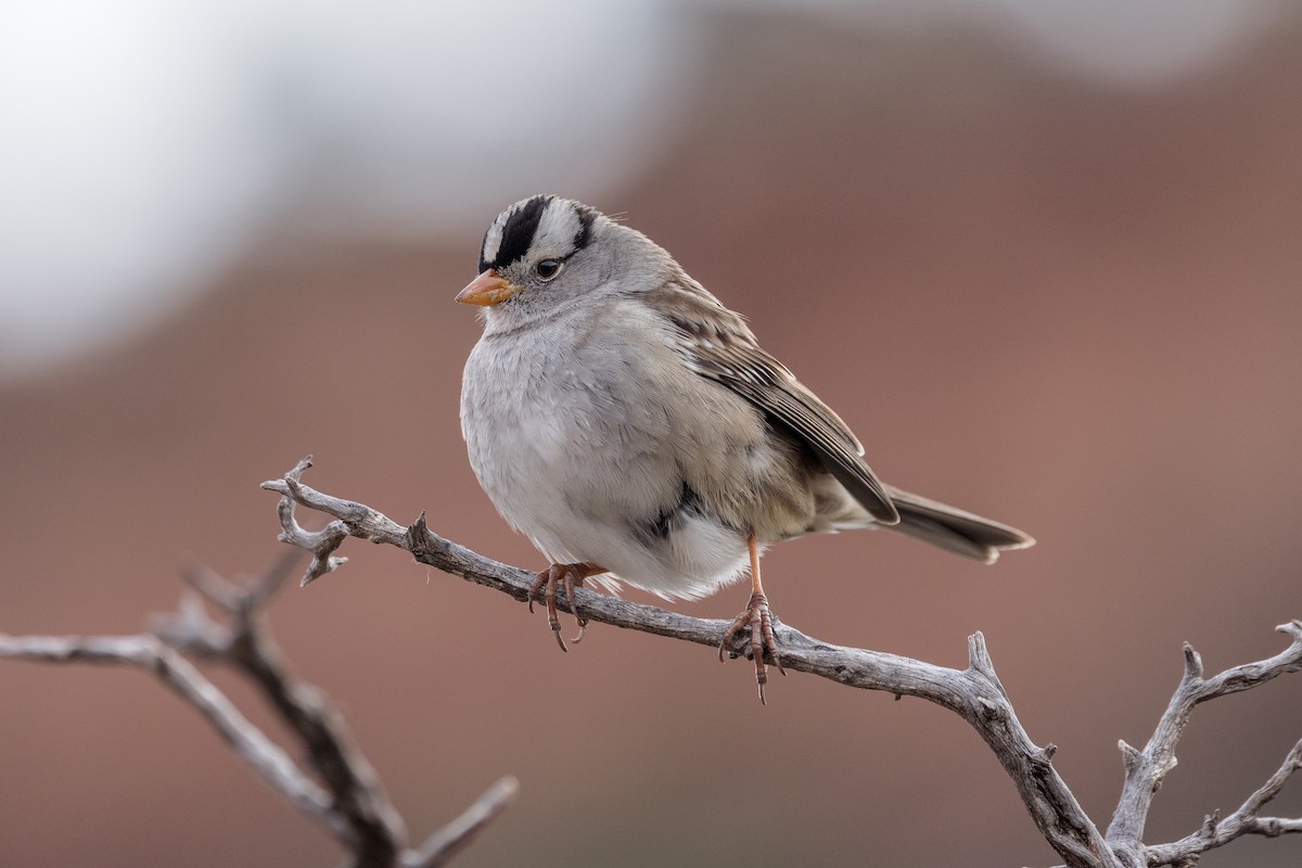 White-crowned Sparrow - ML613364436