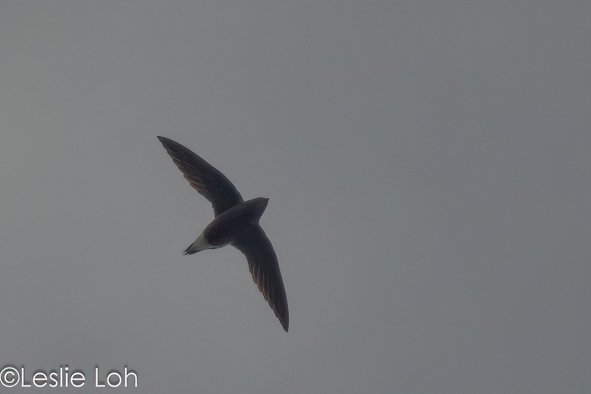 Brown-backed Needletail - ML613364648