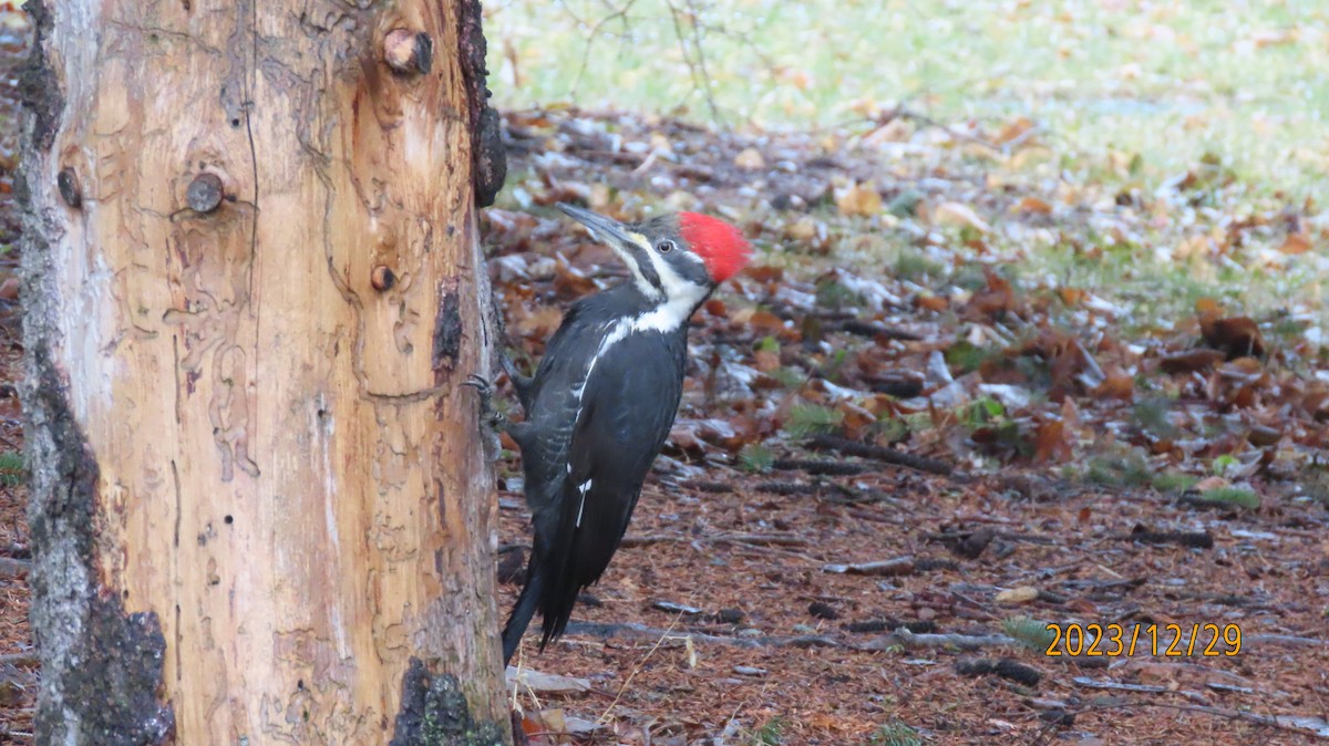 Pileated Woodpecker - ML613364671