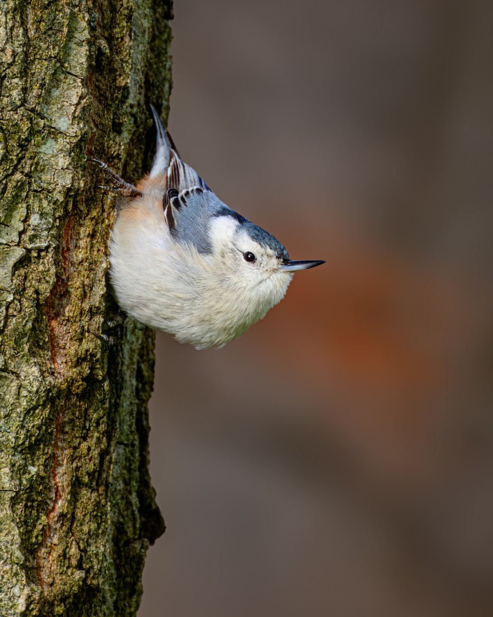 White-breasted Nuthatch - ML613365240