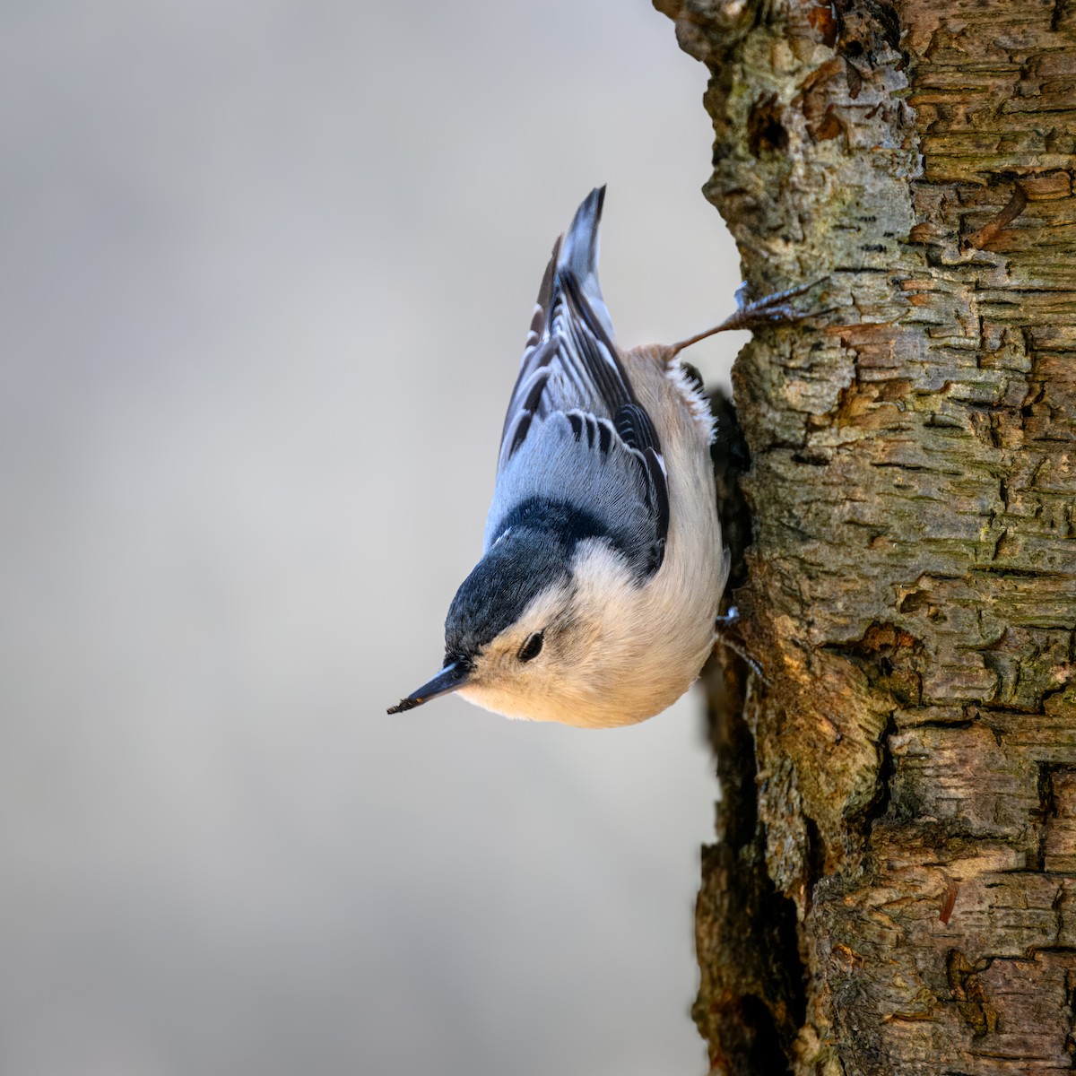 White-breasted Nuthatch - ML613365241