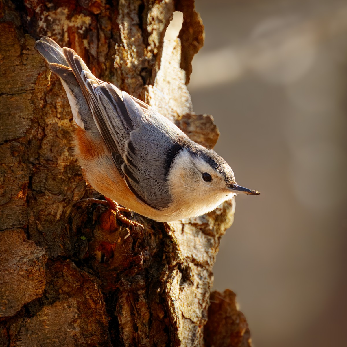 White-breasted Nuthatch - ML613365244