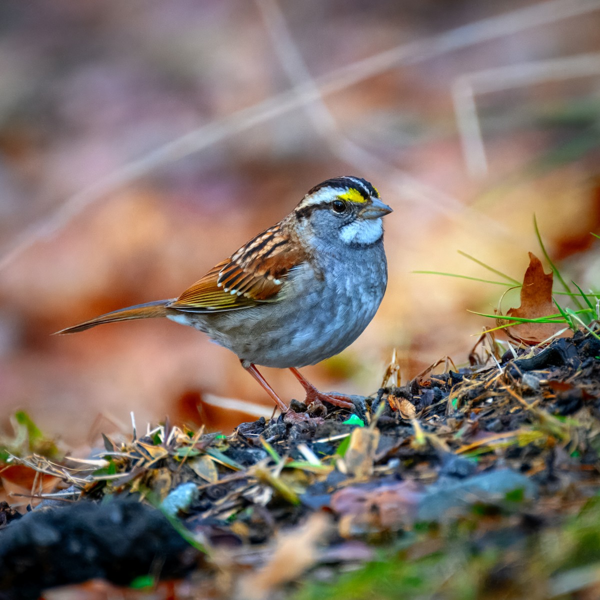 White-throated Sparrow - ML613365259