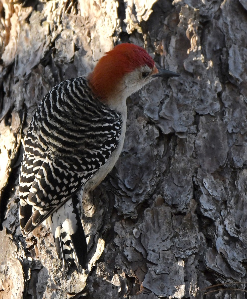 Red-bellied Woodpecker - ML613365597