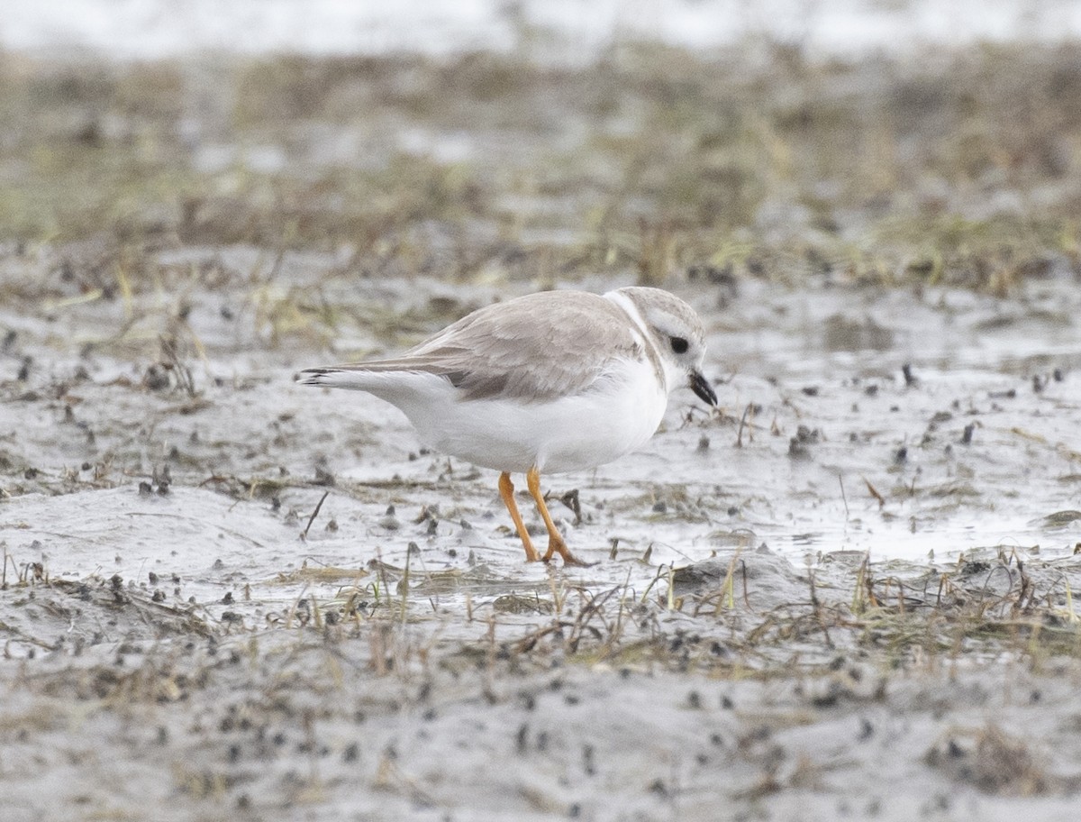 Piping Plover - ML613365683