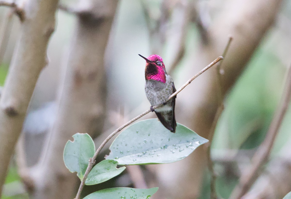 Anna's Hummingbird - ML613365810