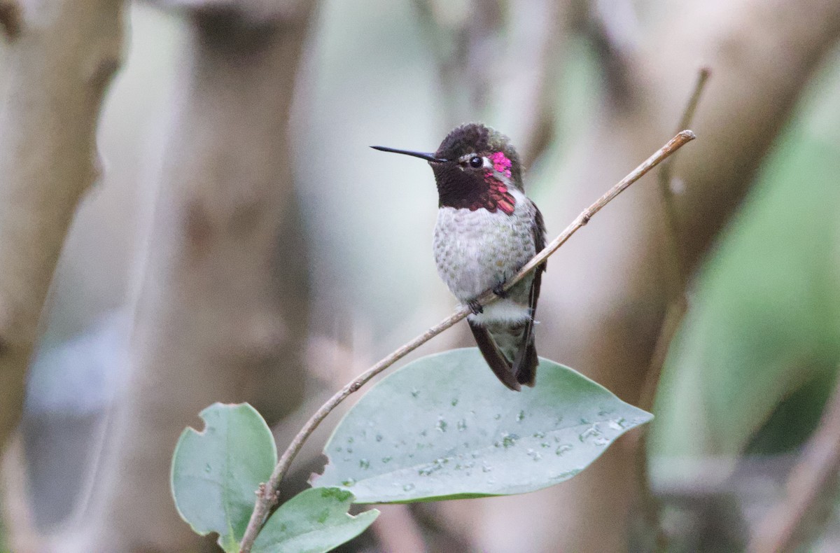 Anna's Hummingbird - ML613365819