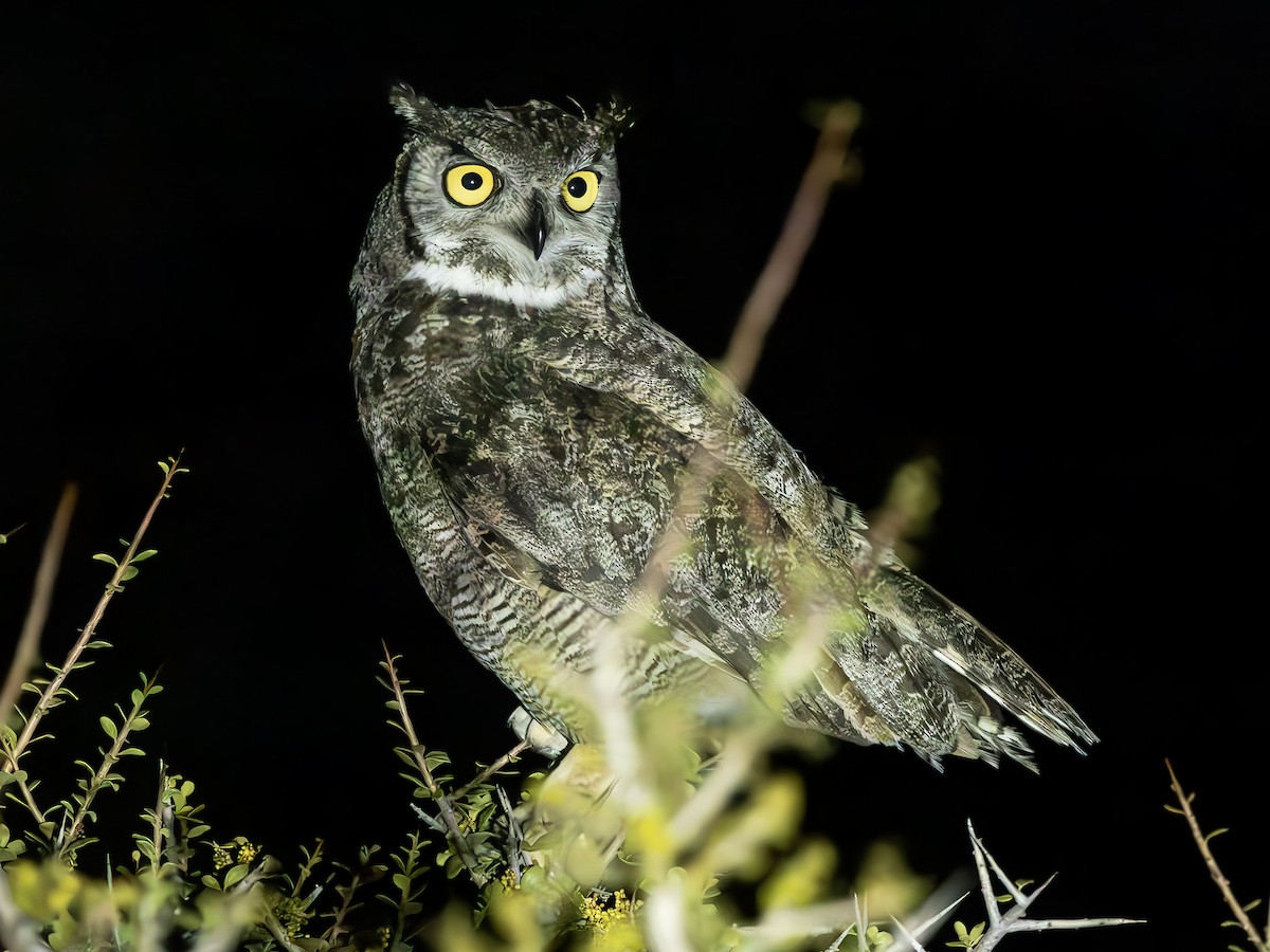 Lesser Horned Owl - ML613365871