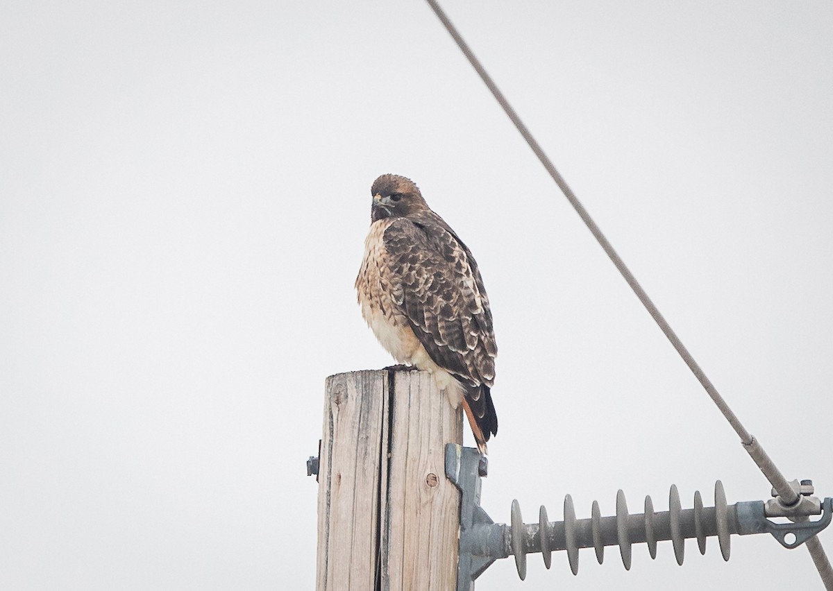 Red-tailed Hawk - ML613366274