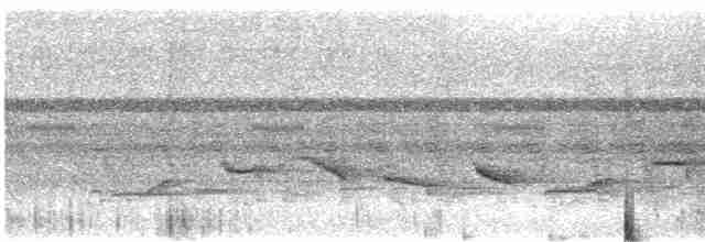 Чернобровый шелкопёр - ML613366290