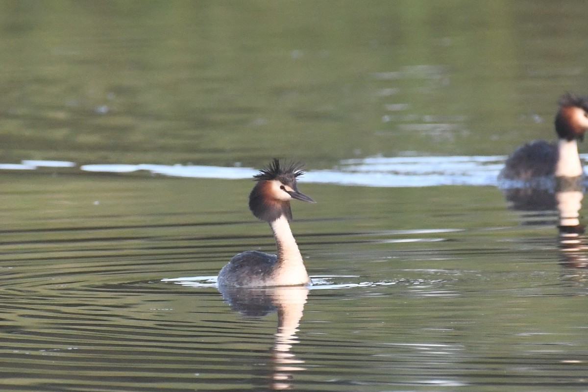 Great Crested Grebe - ML613366323