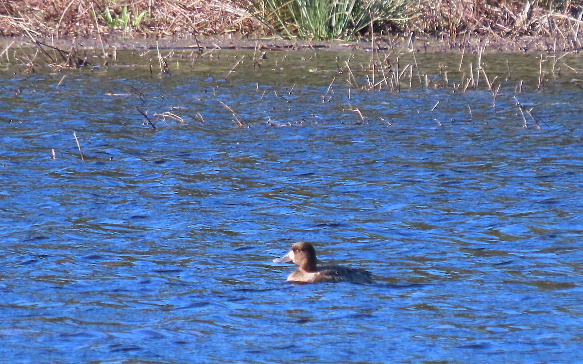 Greater Scaup - ML613366369
