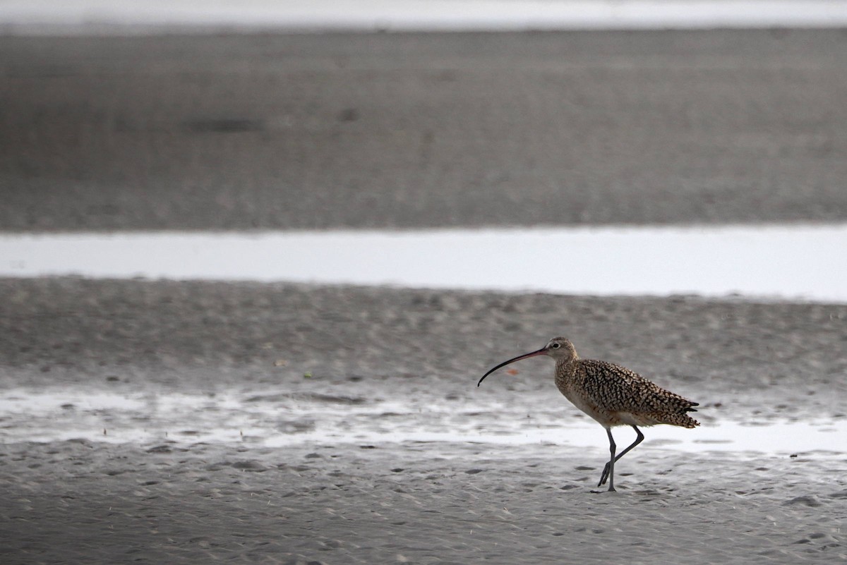 Long-billed Curlew - ML613366435