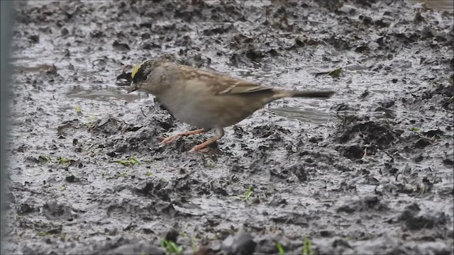 Golden-crowned Sparrow - ML613366594