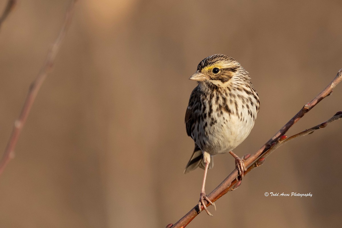 Savannah Sparrow - ML613366719