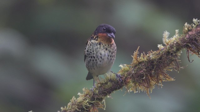 Rufous-throated Tanager - ML613366777