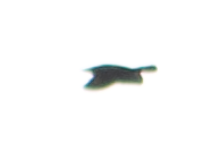 ノドジロハリオアマツバメ - ML613366847