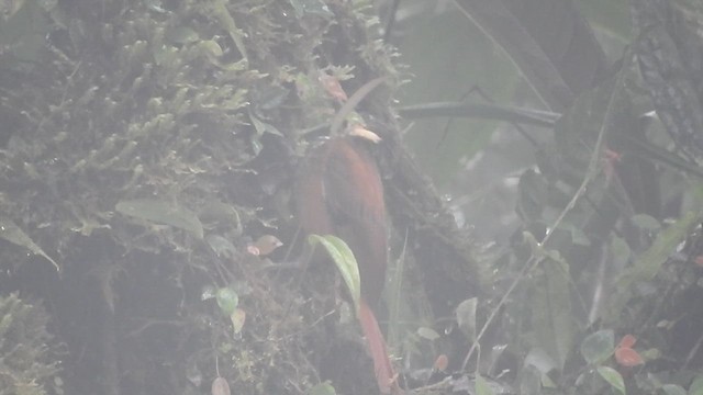 Trepamusgos Barbablanca Panameño (johnsoni) - ML613366882