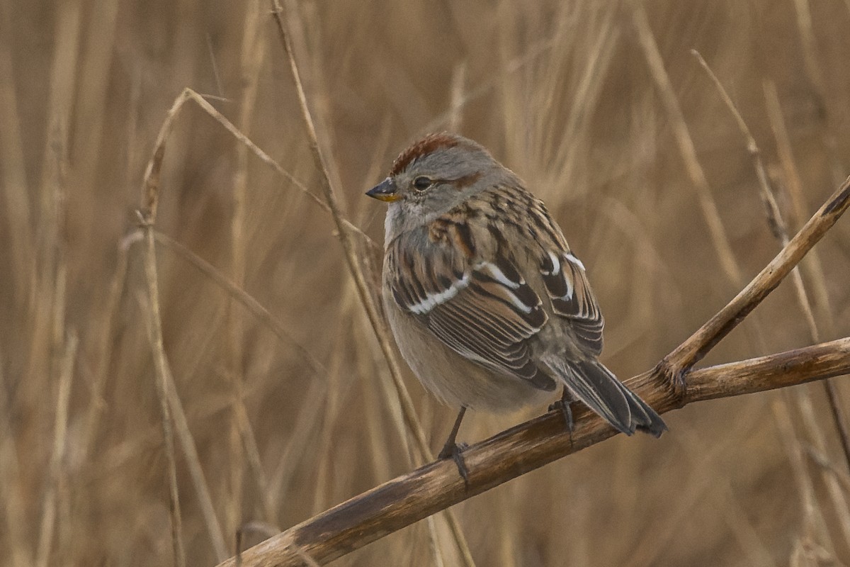 American Tree Sparrow - ML613367021
