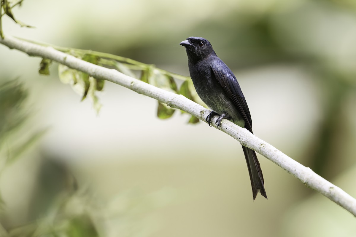 White-bellied Drongo (White-vented) - Blair Dudeck