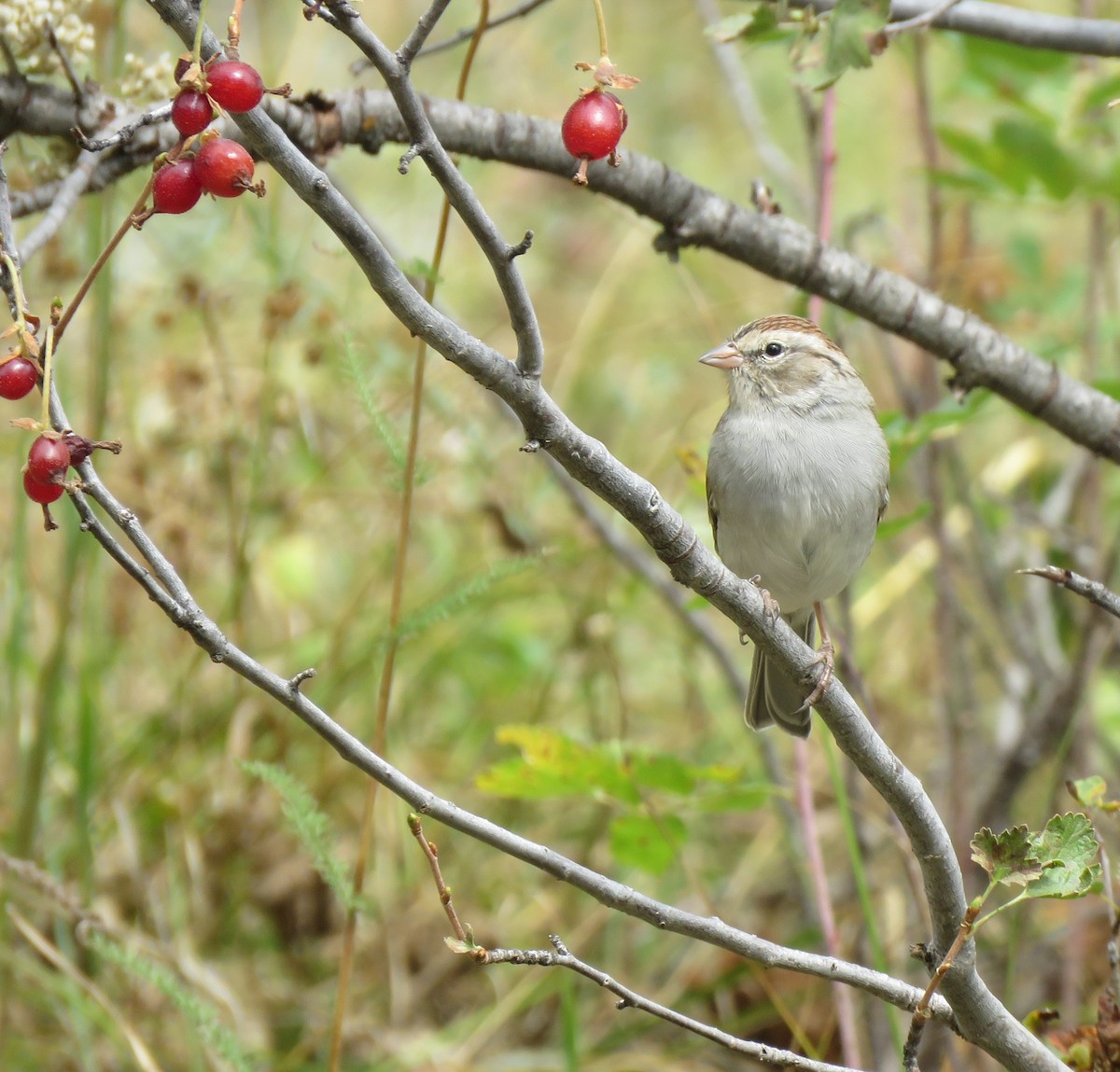 Chipping Sparrow - ML613367441
