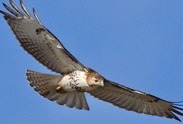 Red-tailed Hawk - ML613367763