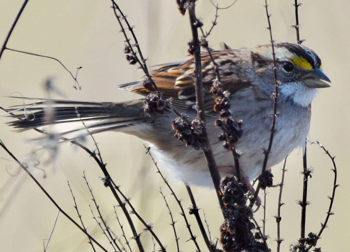 White-throated Sparrow - ML613367782