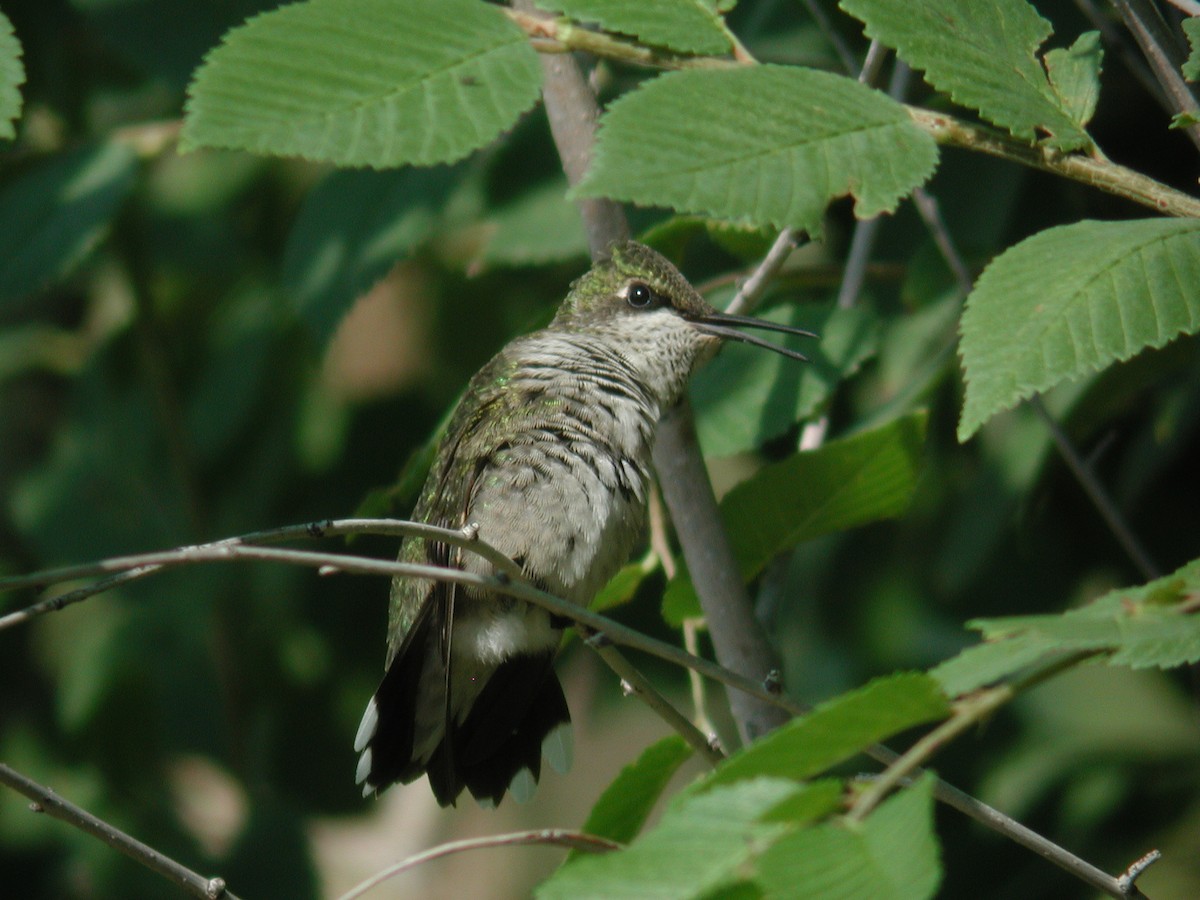 Ruby-throated Hummingbird - ML613368114