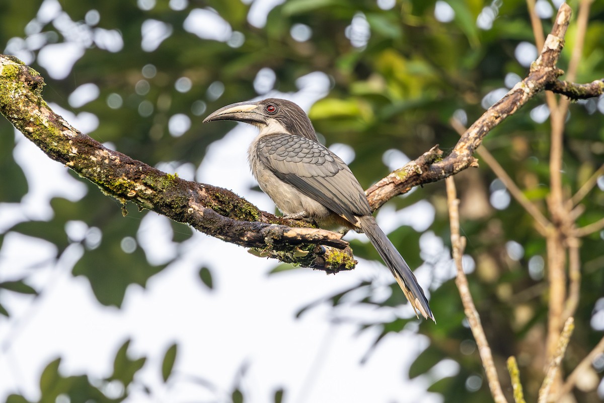 Sri Lanka Gray Hornbill - ML613368125