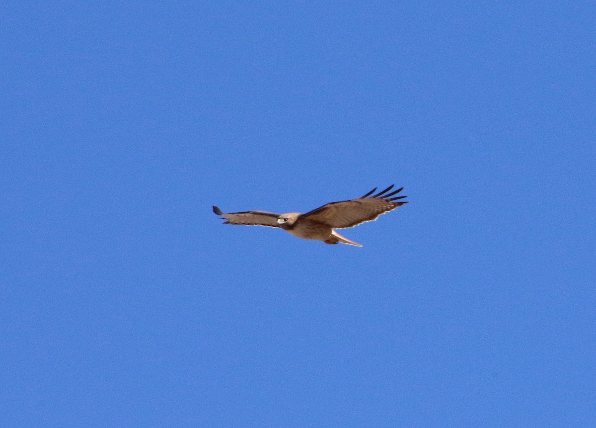 Red-tailed Hawk - ML613368253