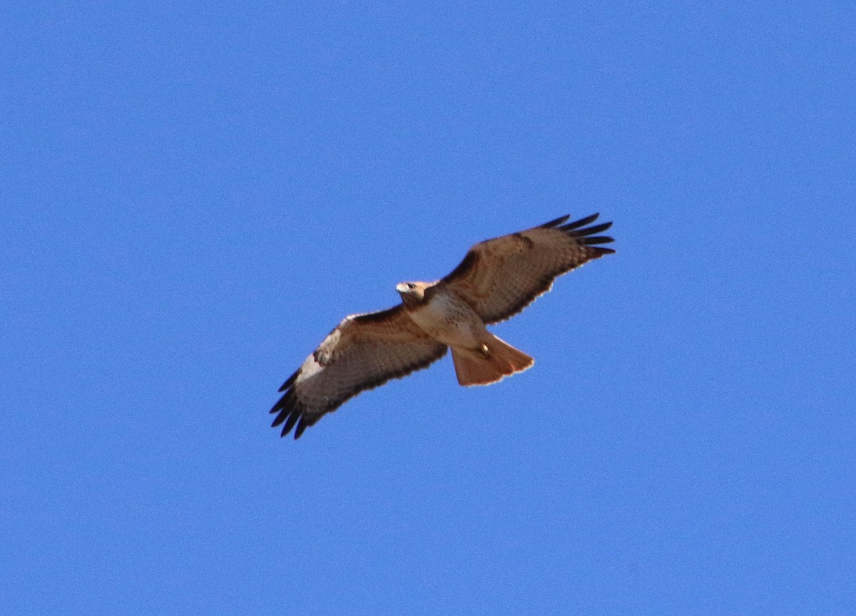 Red-tailed Hawk - ML613368255