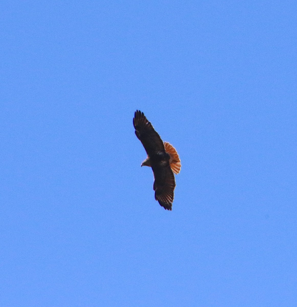 Red-tailed Hawk - Lynn Wysocki-Smith