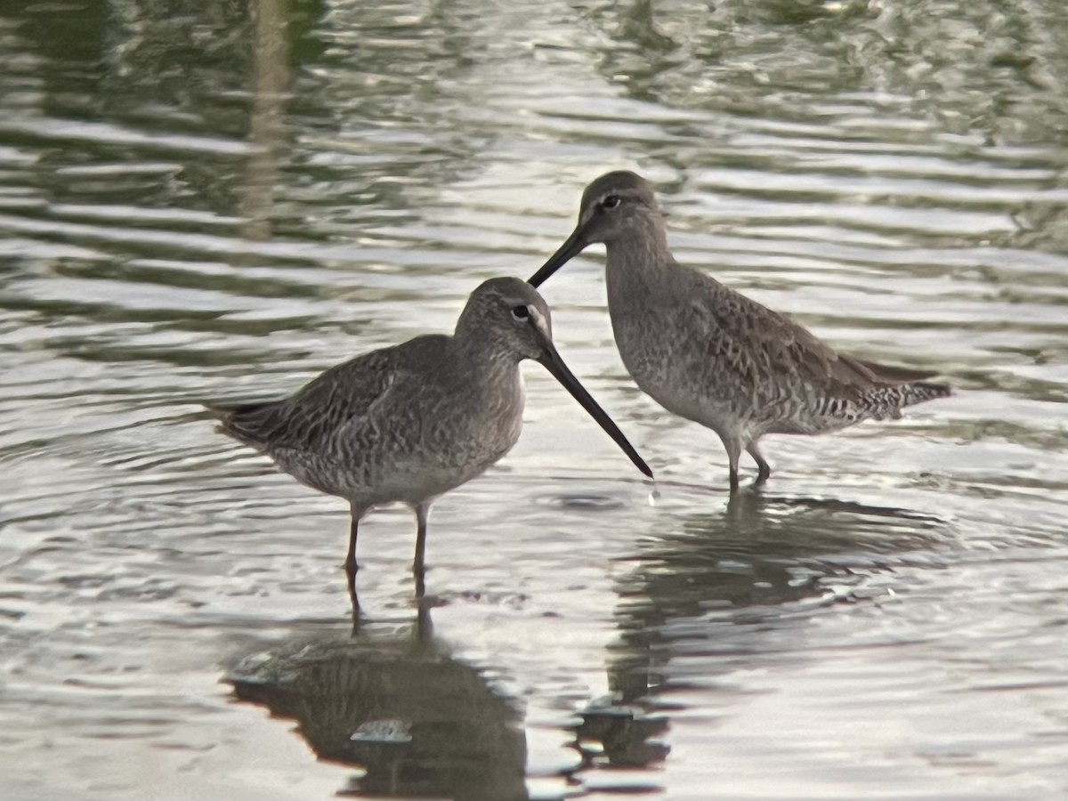 Long-billed Dowitcher - ML613368395