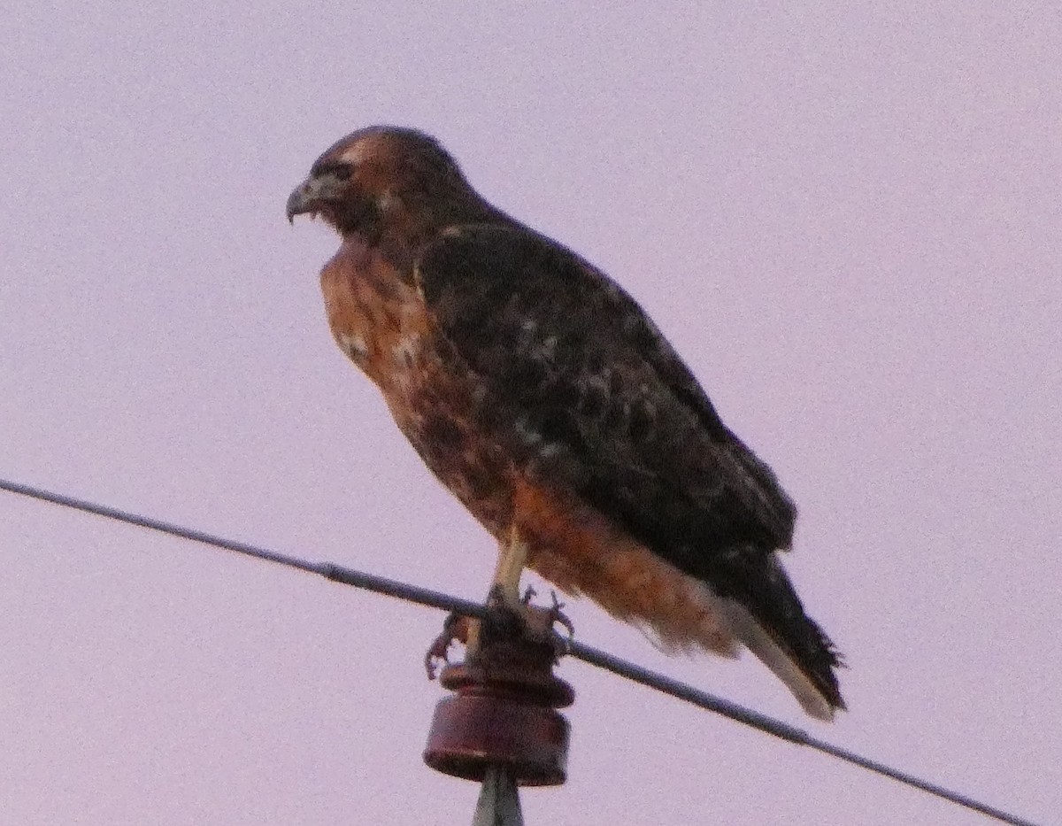 Red-tailed Hawk - ML613368470