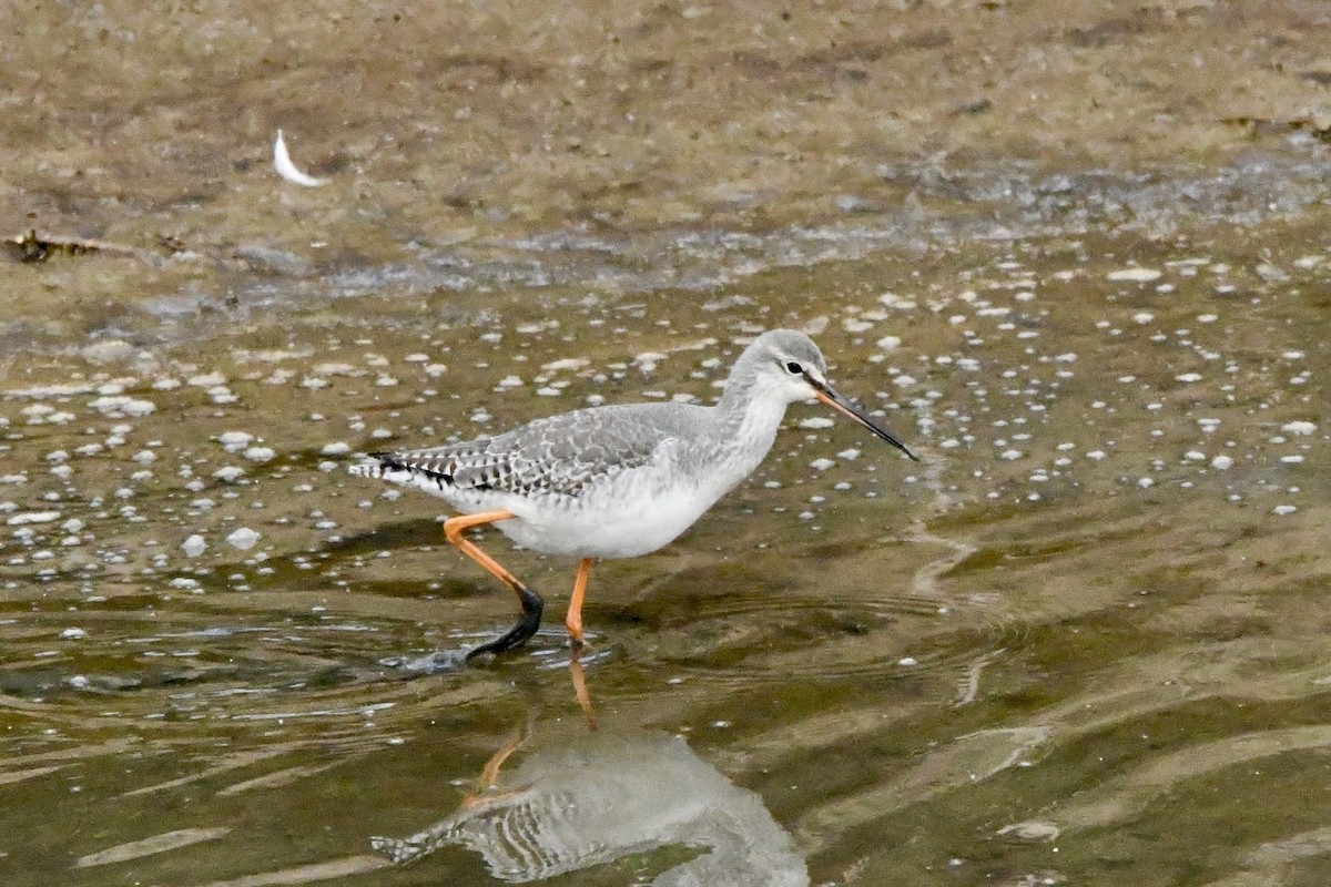 Spotted Redshank - ML613368578