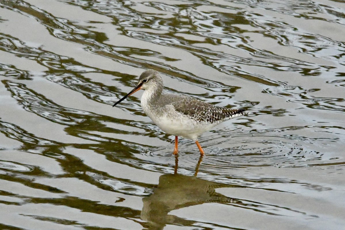 Spotted Redshank - ML613368581