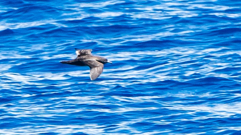 Flesh-footed Shearwater - ML613368759