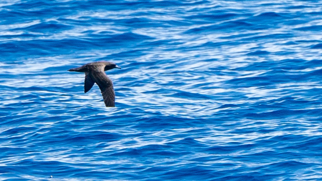 Flesh-footed Shearwater - ML613368760