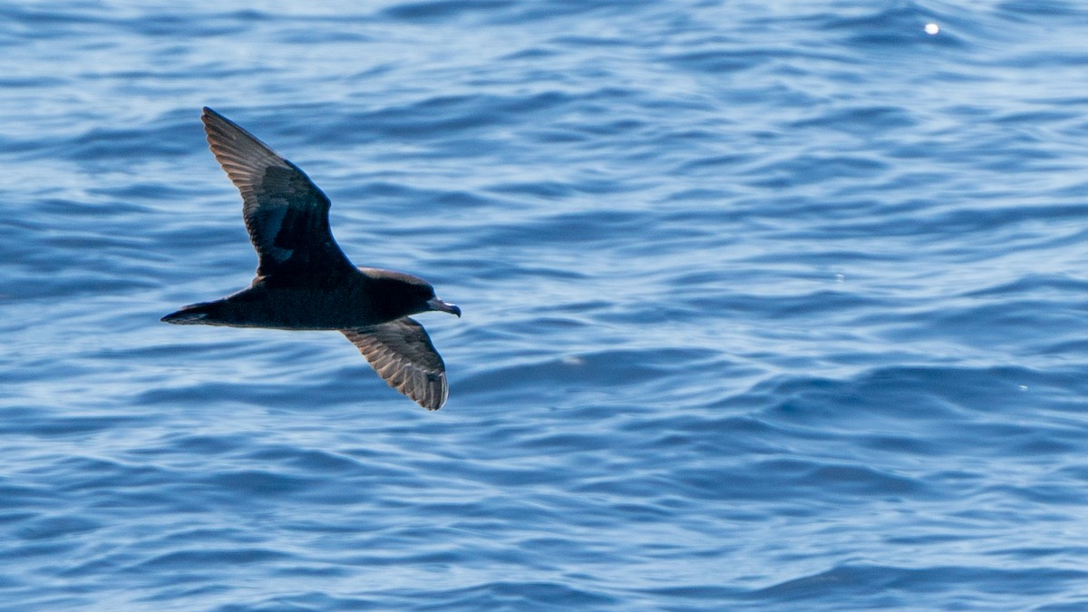 Flesh-footed Shearwater - ML613368805
