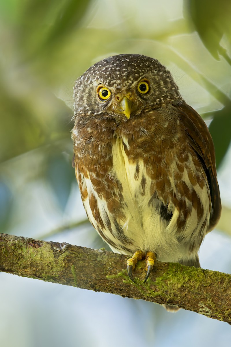 Sunda Owlet - Dubi Shapiro
