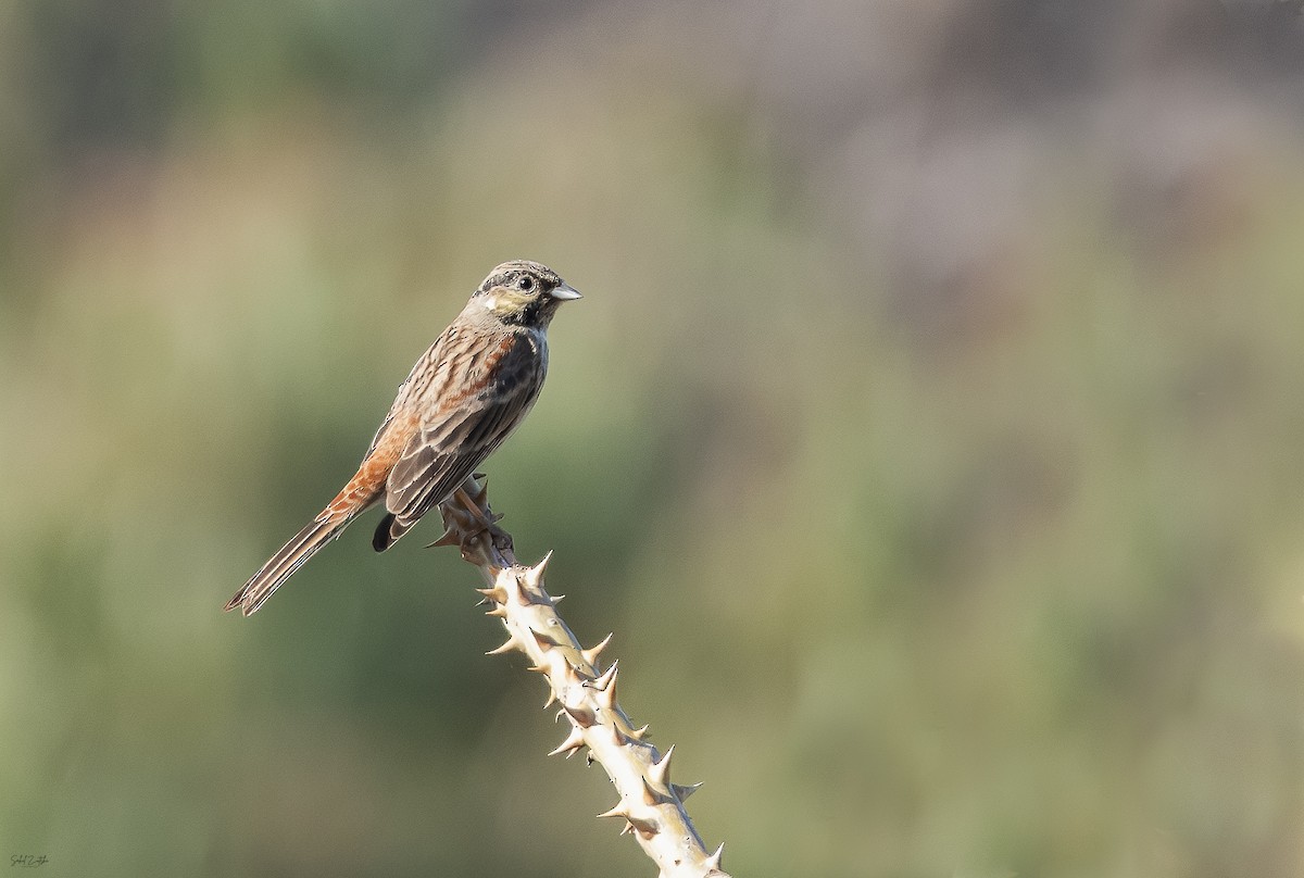 White-capped Bunting - ML613369383