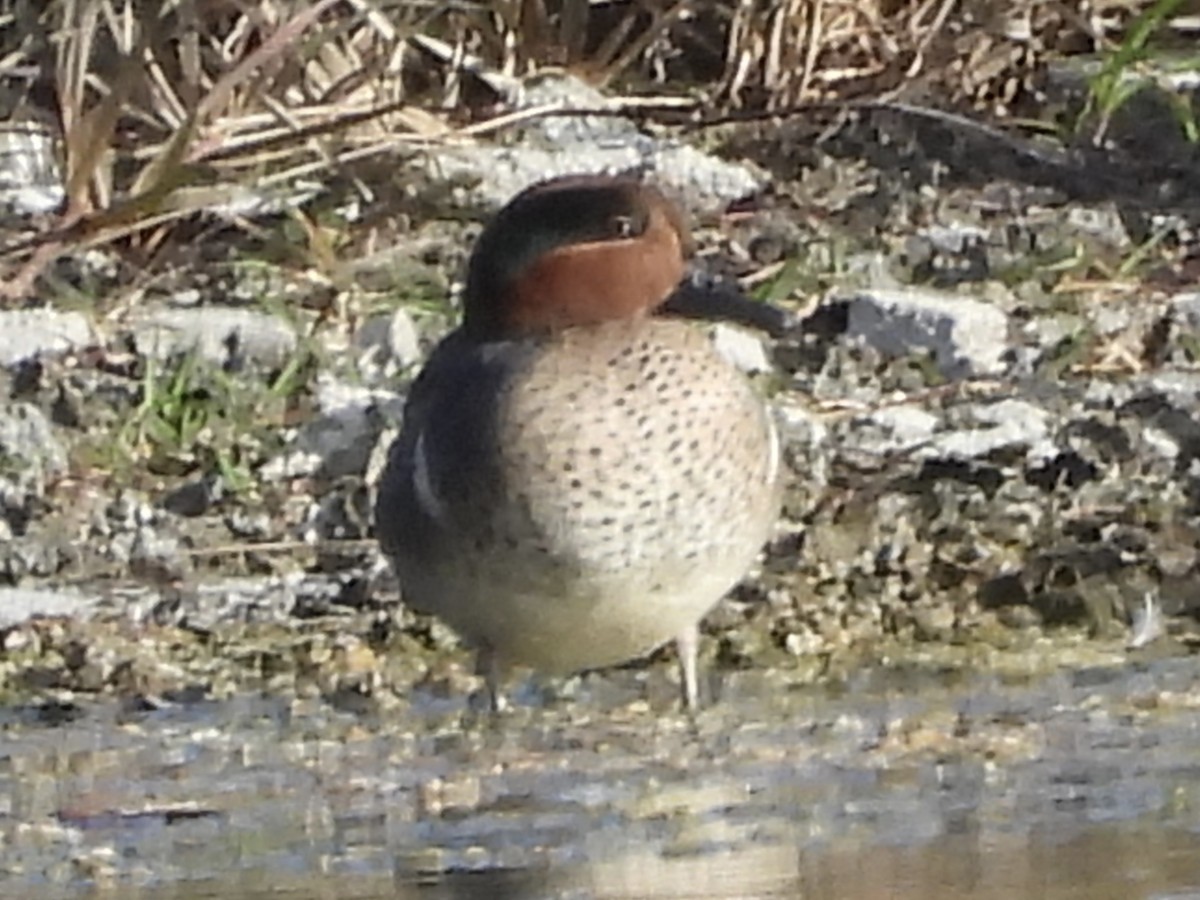 Green-winged Teal - ML613369406